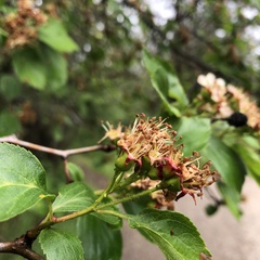 Crataegus castlegarensis