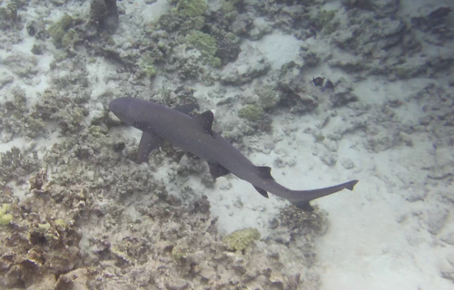Whitetip Reef Shark photographed in Hawaii