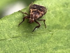 Valgus canaliculatus