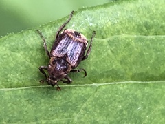 Valgus canaliculatus