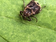 Valgus canaliculatus