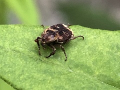 Valgus canaliculatus