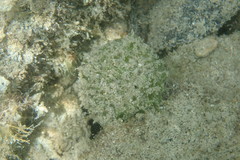 Tethya actinia