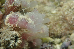 Clavelina picta