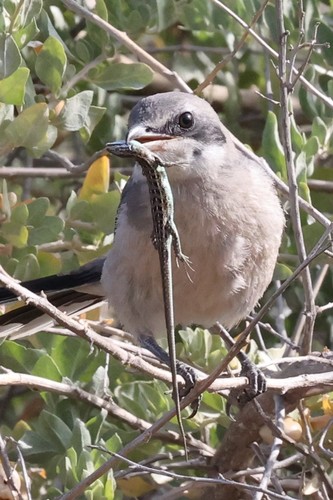 East Iberian Psammodromus, Alicante, ES-VC, ES, photo 4 of 10