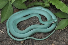 Rough Greensnake photo 4