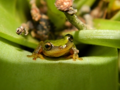 Exerodonta sumichrasti