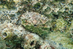 Fissurella barbadensis