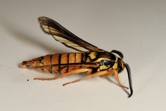 Paranthrene simulans