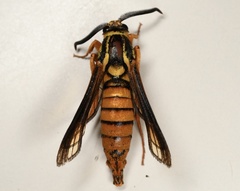 Paranthrene simulans