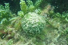 Tethya actinia