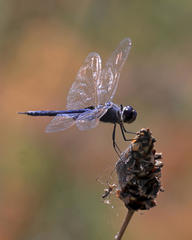 Tramea binotata