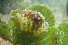 Bunodeopsis globulifera