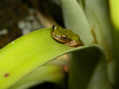 Exerodonta sumichrasti