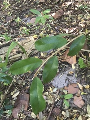 Capparis cynophallophora