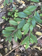 Capparis cynophallophora