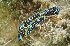 Camachoaglaja berolina