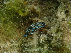 Camachoaglaja berolina