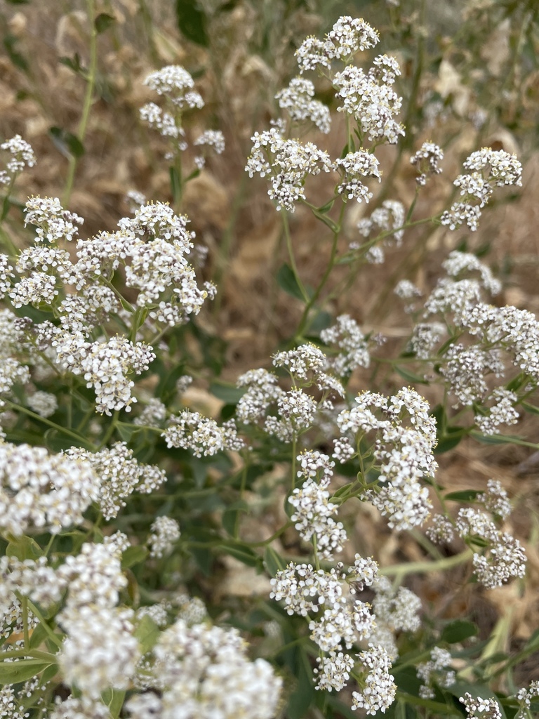 broadleaved pepperweed from Alviso, San Jose, CA, USA on June 4, 2022 ...