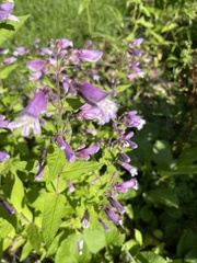 Penstemon smallii