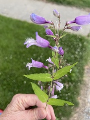 Penstemon smallii
