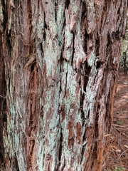 Leprocaulaceae