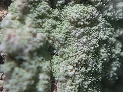 Leprocaulaceae