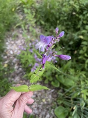 Penstemon smallii
