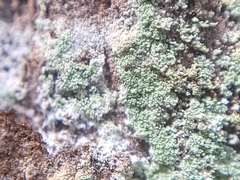 Leprocaulaceae