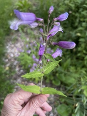 Penstemon smallii