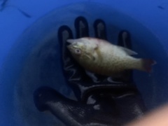 Lepomis auritus × cyanellus