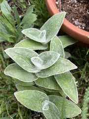 Tradescantia sillamontana