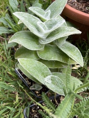 Tradescantia sillamontana