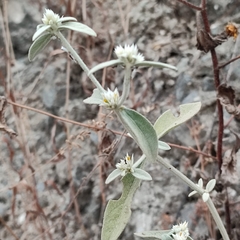 Alternanthera halimifolia