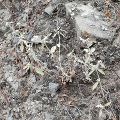 Alternanthera halimifolia