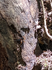 Tanyptera