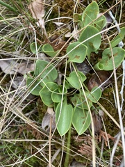 Parnassia glauca