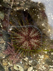 Heliocidaris