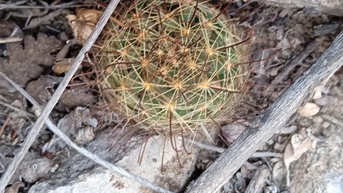 Mammillaria crinita