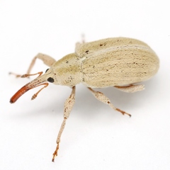 Anthonomus sphaeralciae