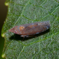 Scaphytopius rubellus