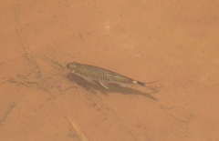 Moenkhausia oligolepis