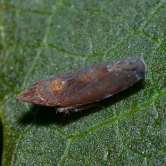 Scaphytopius rubellus