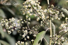 Dendrophorbium peregrinum