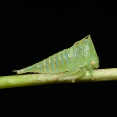Stictocephala militaris