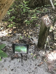 Dalbergia ecastaphyllum