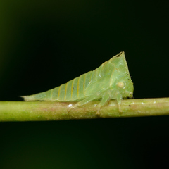 Stictocephala militaris