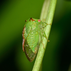 Stictocephala militaris
