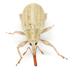 Anthonomus sphaeralciae