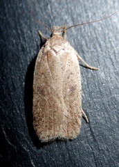 Agonopterix yeatiana